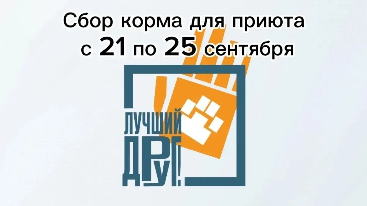 Сбор корма для приюта «Лучший друг» в Михайловске: как помочь