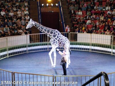 Обучающиеся 4 З класса МБОУ СОШ N20 посетили цирковое представление в г. Ставрополь