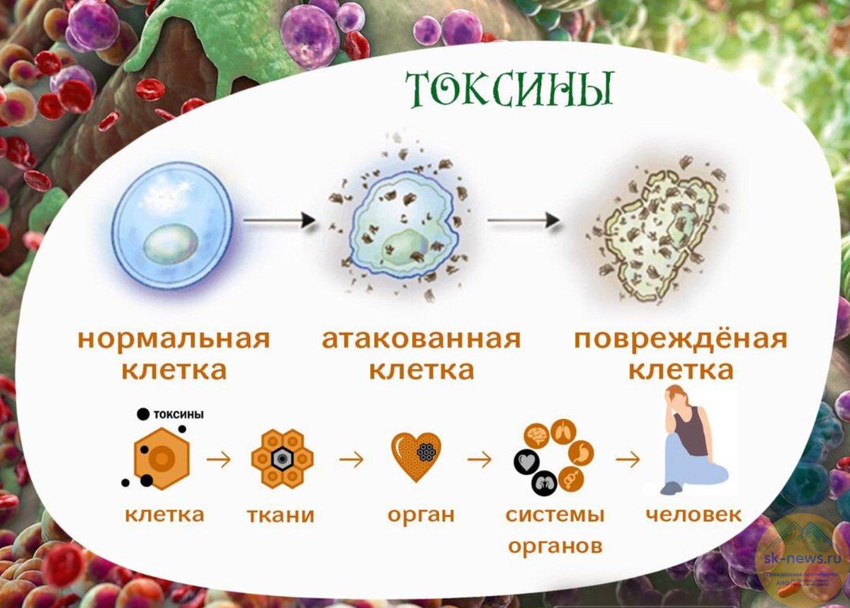 Токсины в организме человека