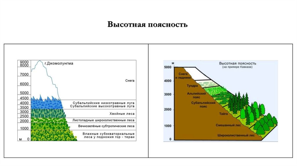 Географическая зональность (природные зоны) и высотная поясность. Современные исследования по сохранению важнейших биотопов Земли.