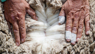 В Индию и Китай продали свыше 830 тонн шерсти из Ставропольского края