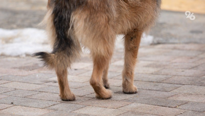 Бродячая собака напала на двухлетнюю девочку в Минводах