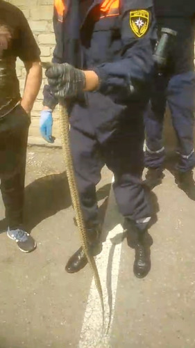 Спасатели Минвод помогли достать змею из двигателя машины