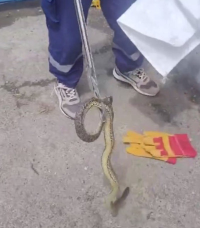 Спасатели вытащили змею из фундамента дома в Георгиевском округе