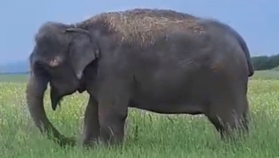 Индийских слонов заметили в окрестностях Минеральных Вод