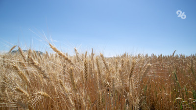 Минсельхоз РФ не снизил прогнозы на урожай в связи с засухой на Ставрополье