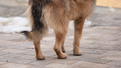 В Ессентуках покусанные собаками дети получат по 35 тыс. рублей