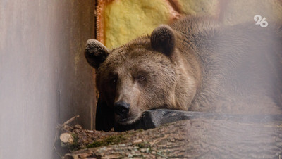 Сбитую в Северной Осетии медведицу отправили на лечение в Ставрополь