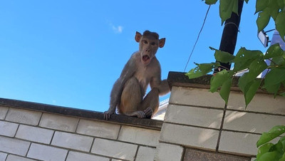 На Ставрополье потеряли и нашли домашнюю обезьянку