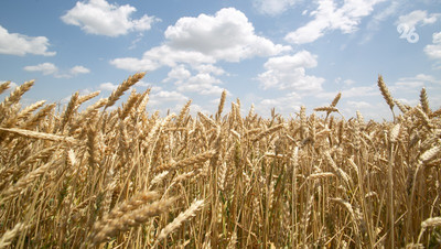 Глава Ставрополья предложил наградить аграриев за сохранение урожая