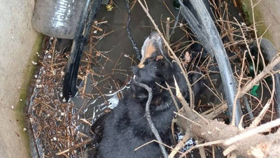 Спасатели вытащили собаку из колодца в Георгиевском округе