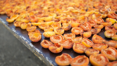 Пастилу из абрикосов для участников СВО готовят в спортшколе села Кочубеевского