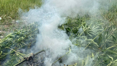 Более 300 кустов дикорастущей конопли уничтожили участники рейда в Ессентуках