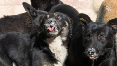 Более 40 бездомных собак отловили в Георгиевском округе с начала года