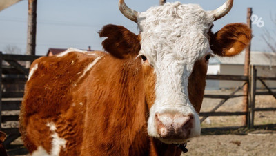 У коровы, сбившей женщину в Татарке, не выявили бешенства