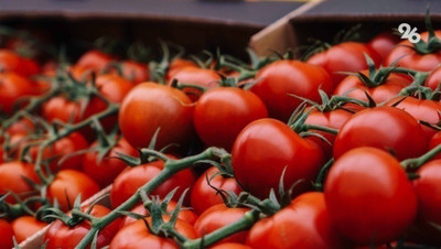 Более чем на 8% подешевели помидоры в Ставропольском крае