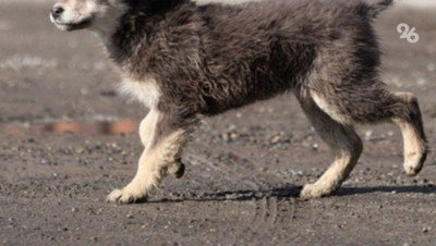 Бездомная собака покусала 15-летнего мальчика в Зеленокумске