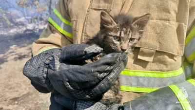 Пожарные спасли трёх котят от огня в ставропольском посёлке