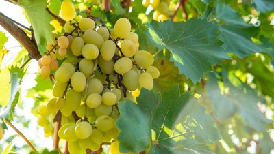 Более 60 сортов винограда выращивают на Ставрополье