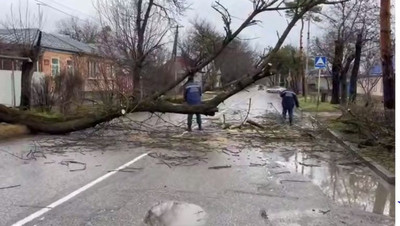 В Ессентуках временно перекрыли улицу из-за упавшего дерева