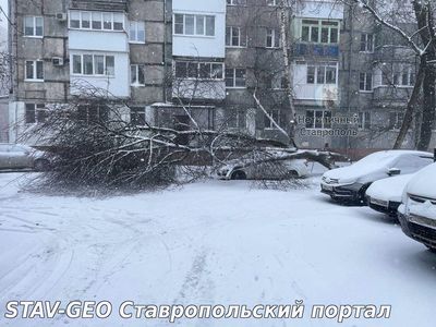 На Юности дерево упало на автомобиль