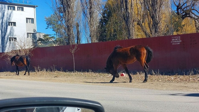 Бесхозные лошади на детских площадках и у мусорок возмутили главу Предгорья