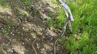 Змею во дворе частного дома в Красногвардейском отловили спасатели ПАСС СК