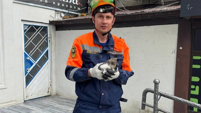 Спасатели сняли котёнка с крыши магазина в Ставрополе