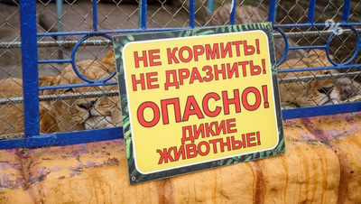 Ставрополец, кинувший таблетки леопарду и рыси, «хотел привести их в чувство»