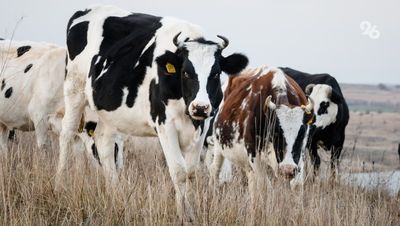 Около 1,5 млн животных содержат в хозяйствах Ставрополья