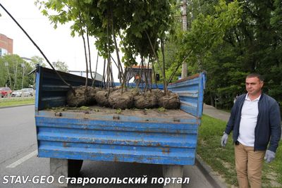 В Ставрополе прошла очередная высадка деревьев