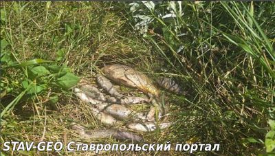 Прокуратура Ставрополья выясняет причину гибели рыбы в реках Кума и Киркиль