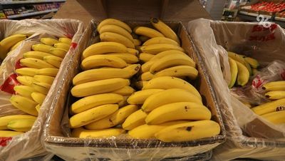 Невинномысск закупит 84 тыс. саженцев бананов для теплиц