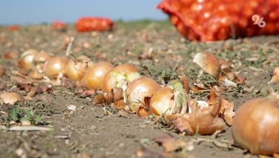 В Ставропольском крае собрали 212 тонн лука