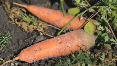 Морковь и свёклу начали собирать аграрии в Предгорном округе