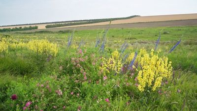 Сбор лекарственных растений в природоохранных зонах Ставрополья грозит штрафами