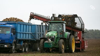 В Ставропольском крае собрали 26,6 тыс. тонн сахарной свёклы