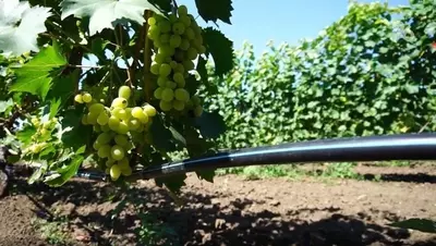 Более 110 млн рублей господдержки получили виноградари Ставрополья