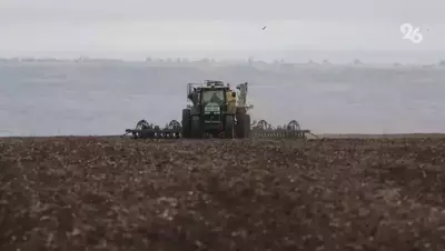Рекордный урожай кукурузы ожидается в Предгорном округе