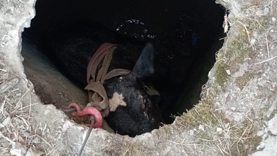 Телёнок упал в заброшенный колодец в посёлке Красногвардейского округа