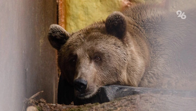 Медвежонка заметили ночью на трассе в Кисловодске