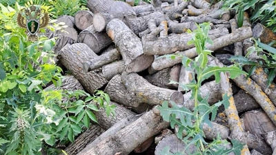 Ставропольцу за незаконную вырубку у детской площадки грозит до 7 лет колонии