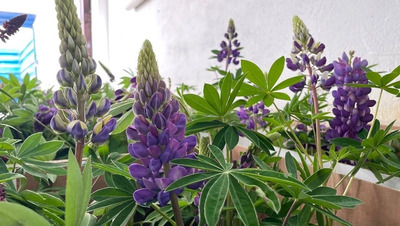 Лучший цветник у дома выберут в Кисловодске в сентябре