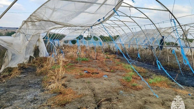 Теплицы и тюки сена сгорели в станице Темнолесской