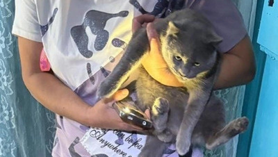 Спасатели Ставрополья помогли достать кота из электрощита