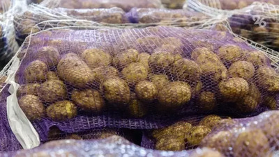 Средняя цена картофеля на Ставрополье снизилась до 38 рублей