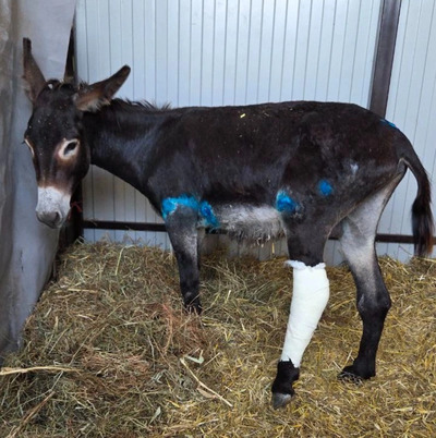 Ослика, упавшего с горы в Северной Осетии, вылечили в ставропольском приюте