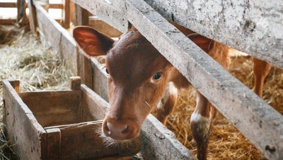 Гранты на развитие своих ферм получили семьи из четырёх округов Ставрополья