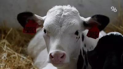 Жителей Ессентуков возмутила выброшенная на улице голова быка