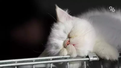 Короткий дневной сон помогает перезагрузить мозг — невролог